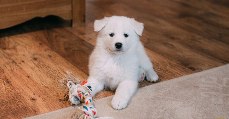 18 Georgia Puppy Routines That Work Better Around Humid Afternoons And Summer Storms