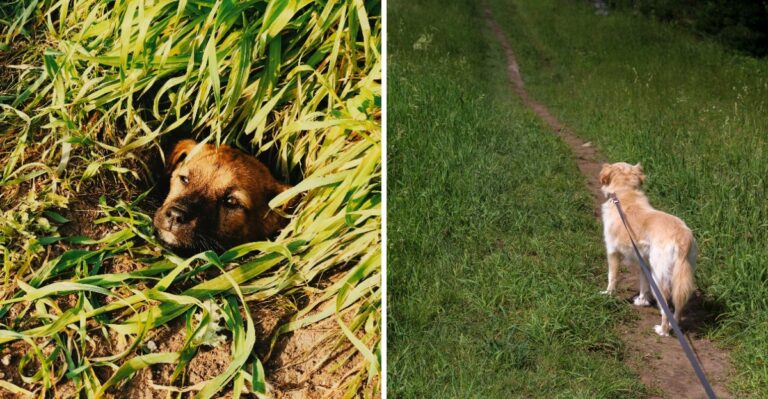 What Tennessee Dog Owners Should Know About Cave Entrances And Sinkholes On Rural Land