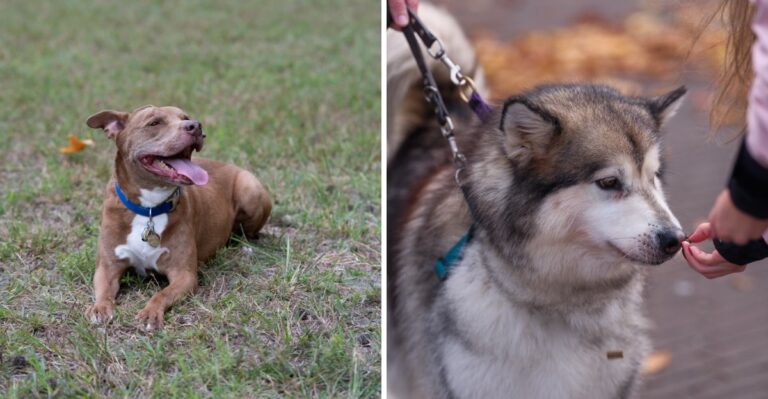 Storm Sirens And Summer Fireworks Are Good Reasons For Illinois Owners To Recheck Dog IDs And Microchip Records