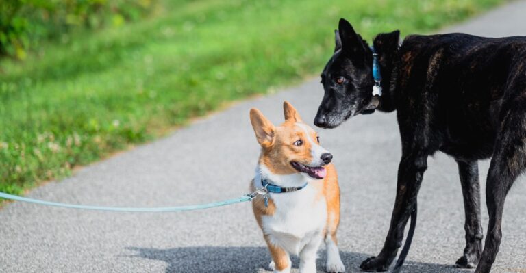 20 Everyday Ohio Dog Routines That Change Between Big Cities, Suburbs, And Farm Country