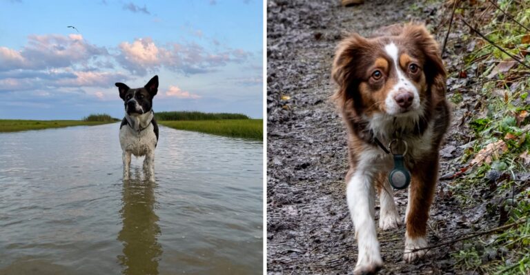 17 Maryland Brackish-Marsh Hazards Dog Owners Should Recognize On Eastern Shore Walks