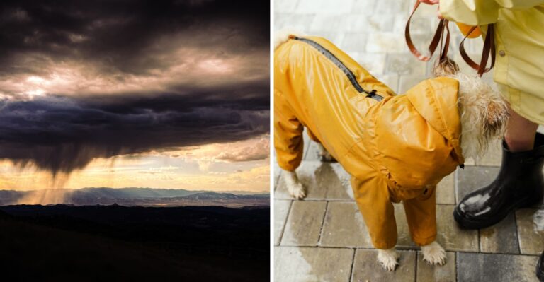 Why Colorado Dog Owners Start Checking The Sky Earlier Than Their Dogs Expect