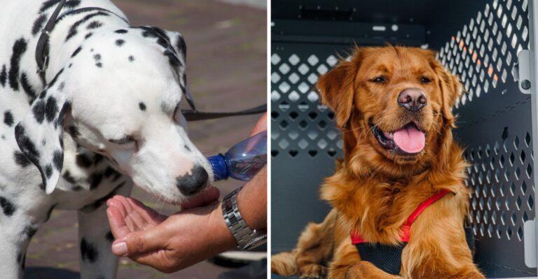 15 California Dog-Care Backup Plans For Days When Traffic, Power Shutoffs, Or Smoke Disrupt The Routine