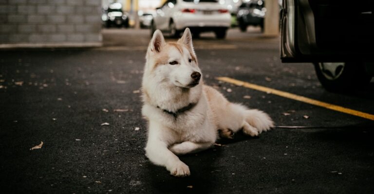 12 Skills Texas High-Rise Dogs Need For Elevators, Parking Garages, And Long Indoor Summer Afternoons