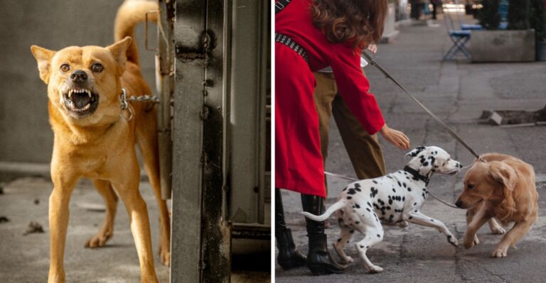 What Indiana Law Says When One Dog Injures Another