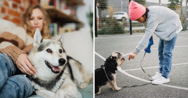 20 Illinois Dog Costs That Stack Up Fast For Chicago Renters Without A Yard
