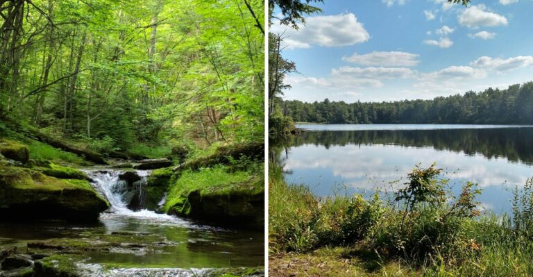 19 Pennsylvania State Forest Picnic Areas With Easy Dog Access