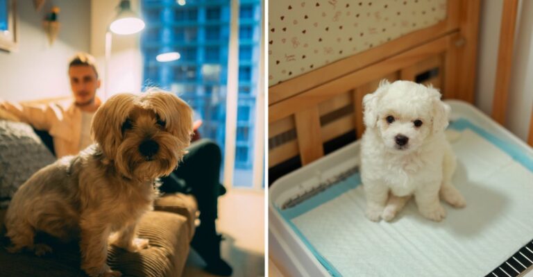 15 North Carolina First-Year Dog Costs That Shift Between Charlotte Apartments And Rural Acreage