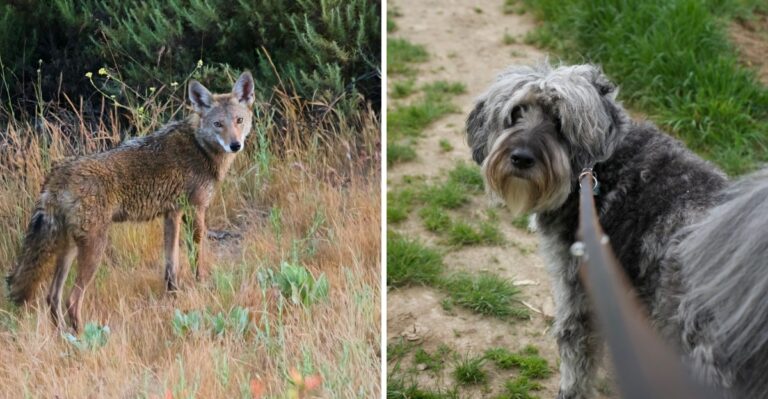 What Virginia Dog Owners Should Know About Coyotes Near Suburban Trails