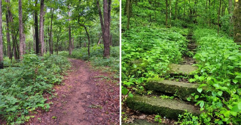 18 Missouri Campgrounds With Dog-Friendly Trails Near The Site