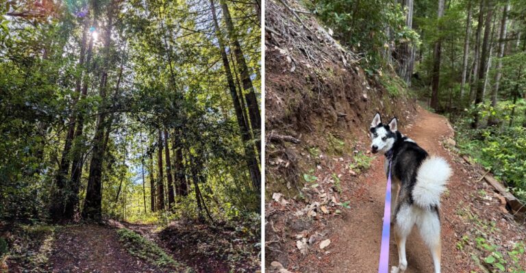 18 California Redwood Walks Where Leashed Dogs Can Explore Beyond The Parking Lot
