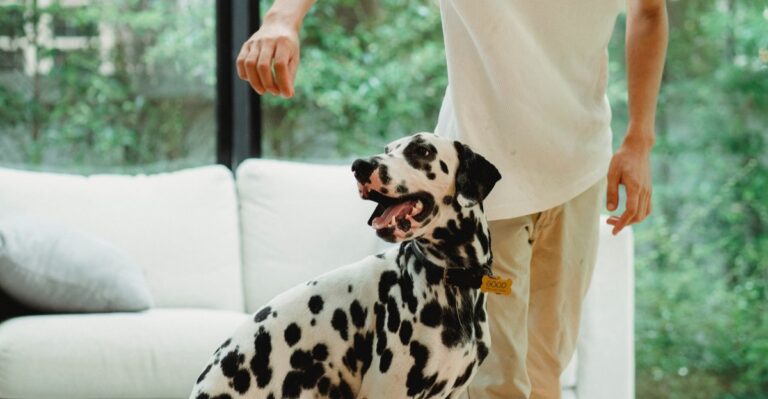 17 California Dog Sports That Work Well When Smoke Or Heat Pushes Exercise Indoors