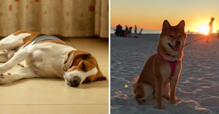 Returning To Florida With A Dog After Months Away Means Rebuilding The Heat Routine