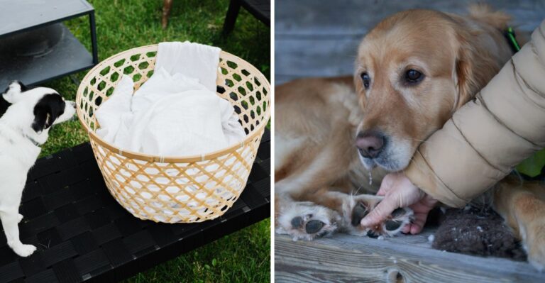 15 Pennsylvania Basement And Mudroom Habits To Rethink Once A Dog Comes Home