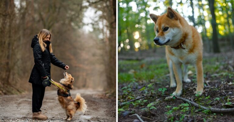 16 Things To Check Before Taking A Dog Into Massachusetts State Forests