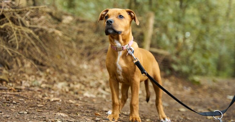 17 Things To Check Before Taking A Dog Into North Carolina Game Lands