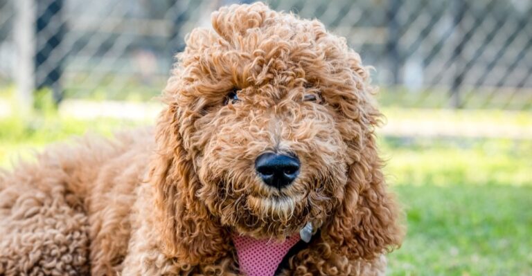 15 Questions Florida Dog Owners Should Ask Before Choosing A Boarding Facility