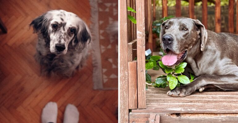 13 Georgia Senior-Dog Home Adjustments For Porches, Steps, And Slick Floors