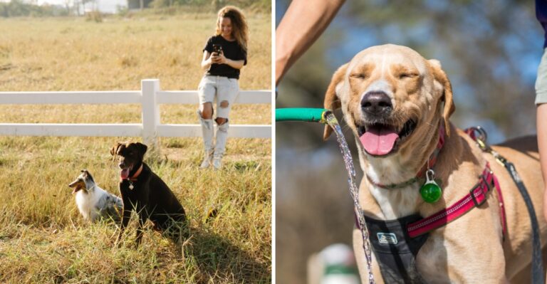 Long Distances Change The Emergency Contact List For Rural Texas Dog Owners