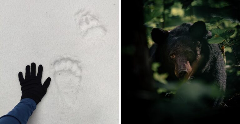 What New Jersey Dog Owners Should Know About Black Bears Near North Jersey Trails And Homes