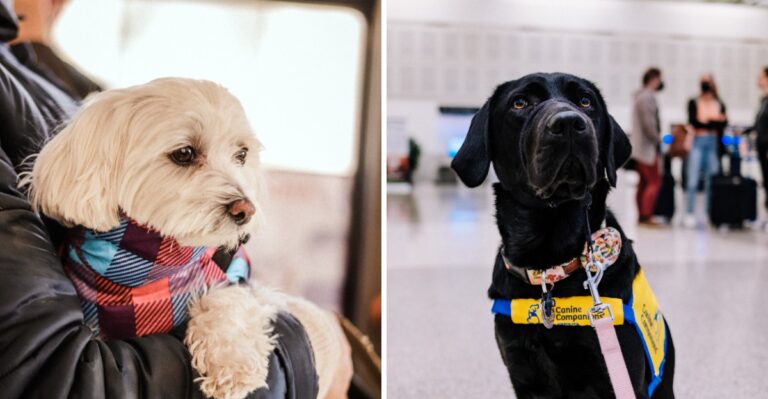 What New Jersey Dog Owners Should Know Before Taking A Dog On NJ Transit