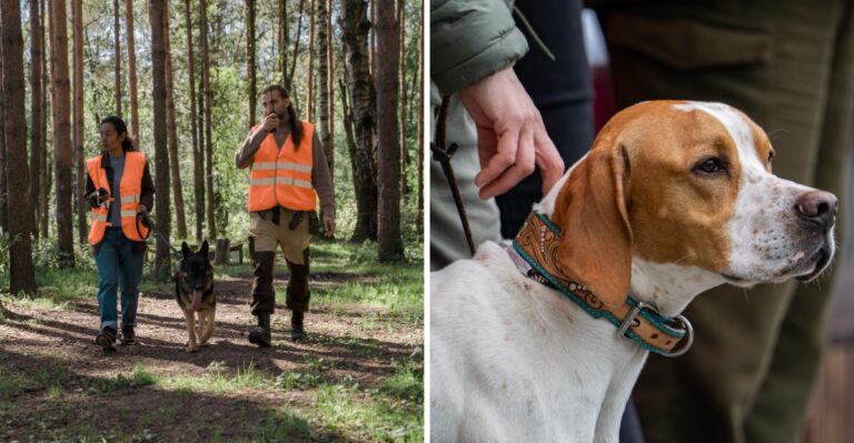 15 Hunting-Season Precautions For Dogs On Tennessee Public Lands