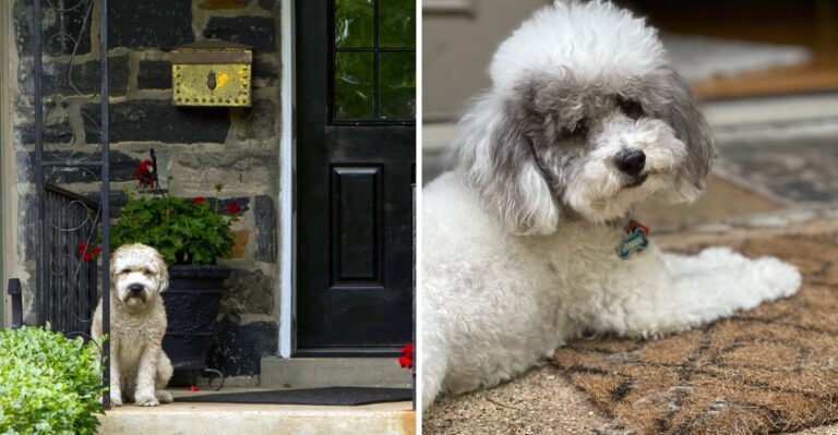 15 Georgia Porch Habits That Change Once Muddy Paws And Pollen Enter The House