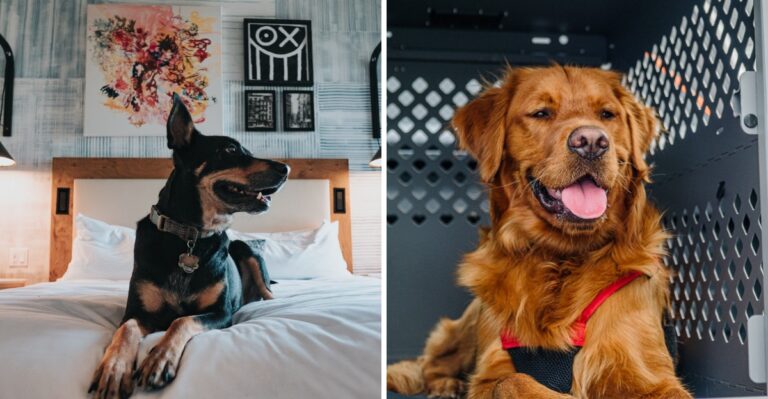Upper Peninsula Michigan Dog Owners Need A Different Plan When Specialty Vet Care Means A Long Drive