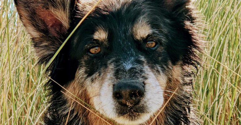 Moving From A Chicago High-Rise To Rural Illinois Changes These 15 Dog-Owner Habits