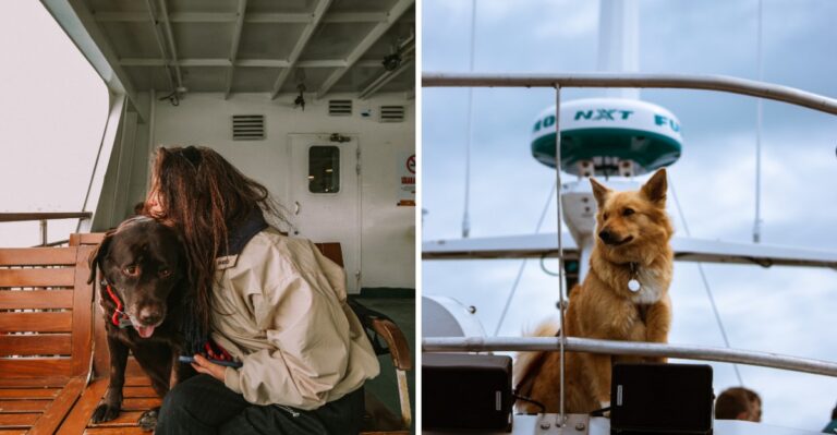 What Georgia Dog Owners Should Know Before Taking A Dog On A Coastal Ferry