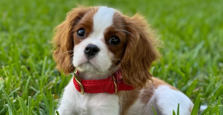 What Florida Rules Mean For People Buying Dogs From Pet Stores And Breeders