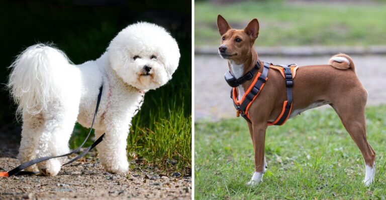 20 Sporting Dog Breeds For Indiana’s Bird Fields And Hunting Traditions