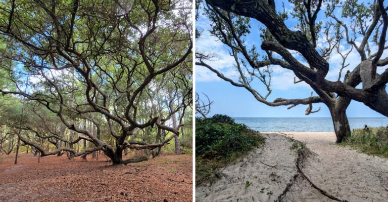 15 North Carolina Lighthouse Grounds And Soundside Promenades To Explore With A Dog