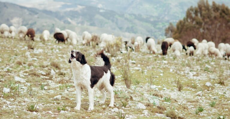 15 Working Dog Breeds For Washington Orchards And Rural Properties