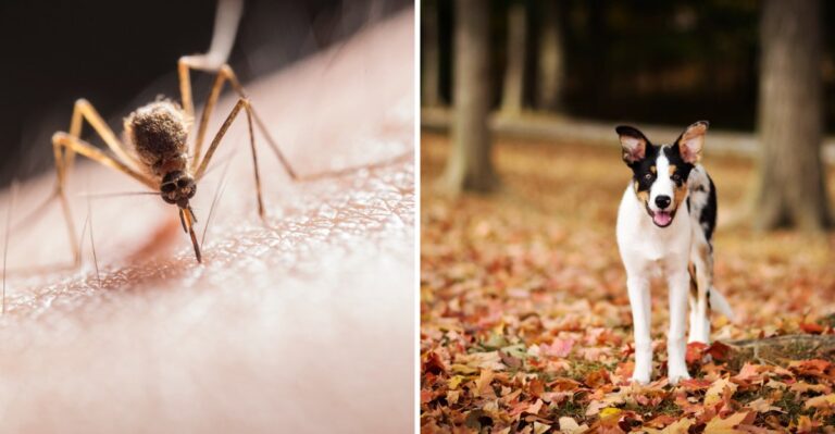 Why Alabama’s Long Mosquito Season Raises The Stakes For Heartworm Prevention In Dogs