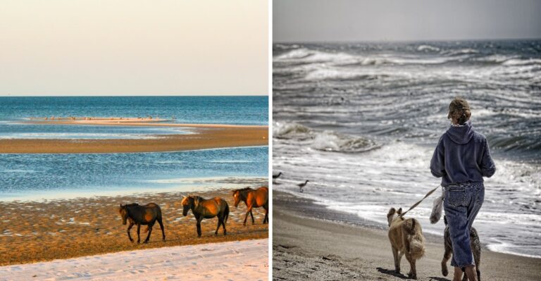 What North Carolina Dog Owners Should Know About Wild Horses On Outer Banks Beaches