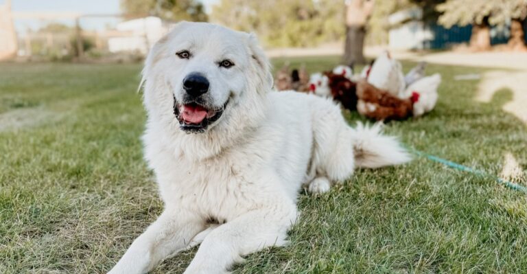 20 Pennsylvania Farm-Dog Skills Worth Teaching Before Busy Harvest Months