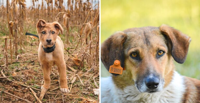 Pennsylvania Dog Owners Should Recheck Licensing Details Whenever They Move