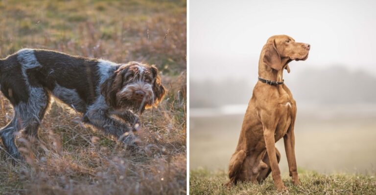 15 Sporting Dog Breeds For Texas’s Bird Fields And Hunting Traditions