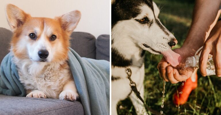 16 Georgia Power-Outage Supplies Dog Owners Need During Summer Storms