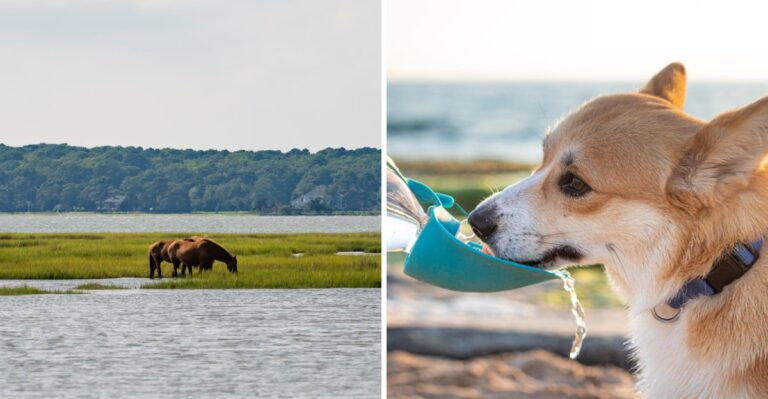 15 Assateague Precautions For Maryland Dogs Around Wild Horses And Coastal Campsites