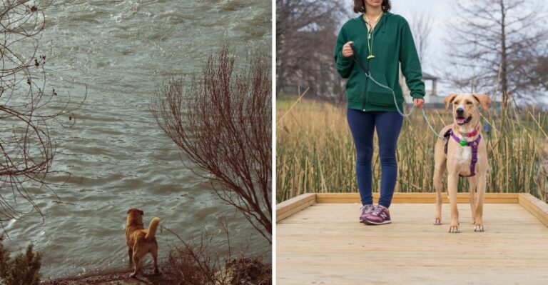 Why Water Releases Below Missouri Dams Require Extra Care Around Dogs