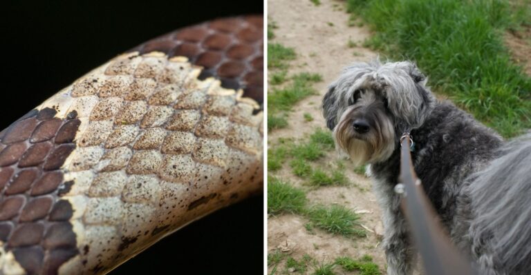What Maryland Dog Owners Should Know About Copperheads Near Rocky Trails And Woodpiles