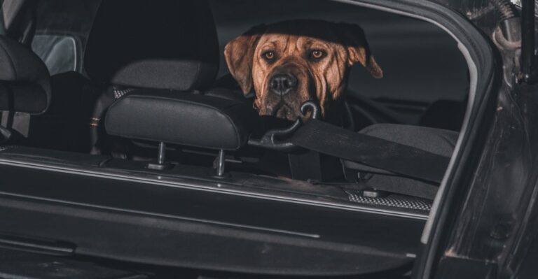 12 California Car-Storage Mistakes Dog Owners Make When Heat And Long Drives Are Part Of The Routine