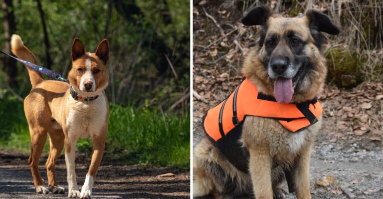 16 Things To Check Before Taking A Dog Into Washington Wildlife Areas