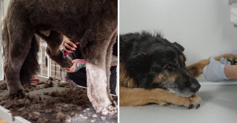 14 Paw And Coat-Care Habits Texas Dogs Need When Dry Ground, Hot Pavement, And Mud All Show Up In One Year