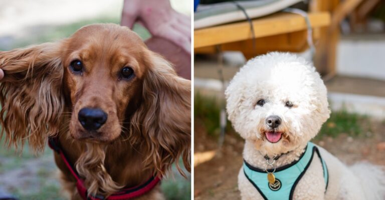 15 Texas Grooming Problems Caused By Dust, Heat, Burrs, And Gulf Coast Humidity