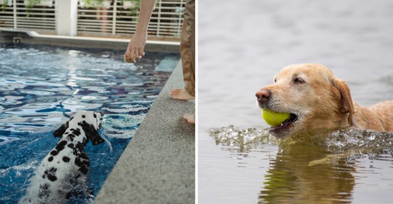 19 Texas Pool And Stock-Tank Hazards Dog Owners Often Miss