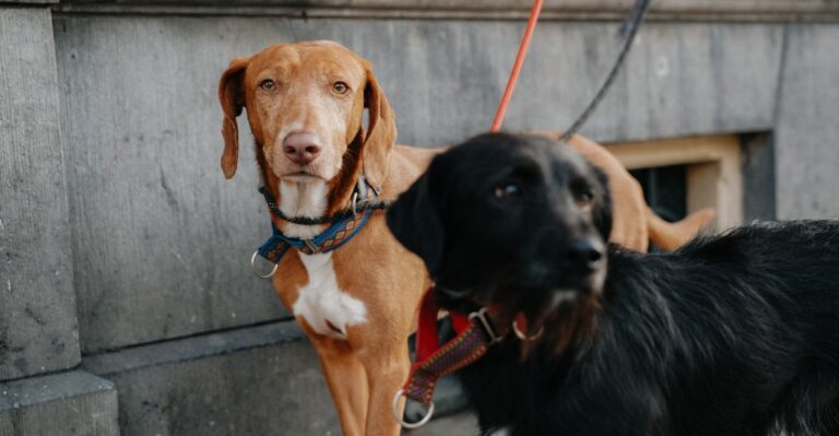18 Pennsylvania Dog-Walker Questions For Rowhouse Owners With Shared Entrances And Tiny Yards