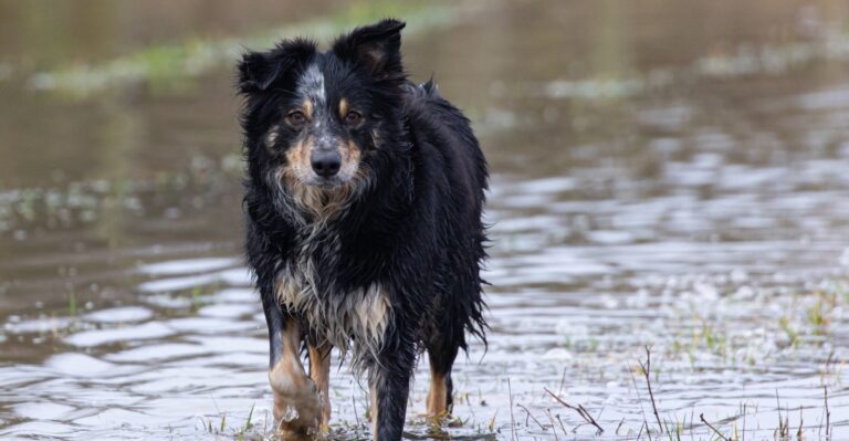 How Flash Floods Can Turn Familiar Virginia Creek Walks Into Dog Hazards